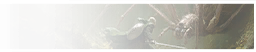 GFX_decision_attack_spider